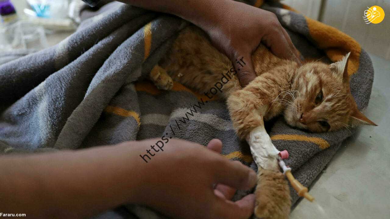 (ویدئو) (ویدئو)